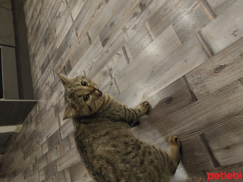 British Shorthair, Kedi  Çitos fotoğrafı