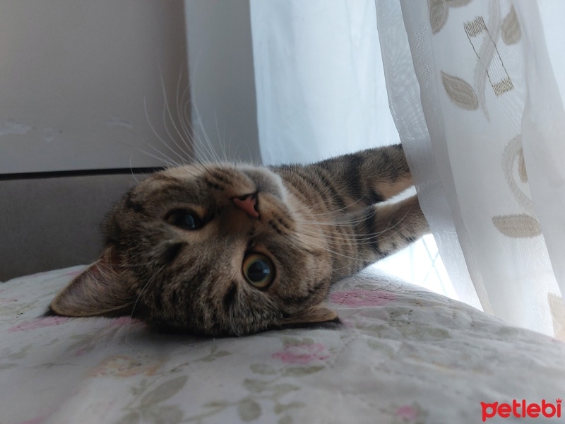 British Shorthair, Kedi  Çitos fotoğrafı