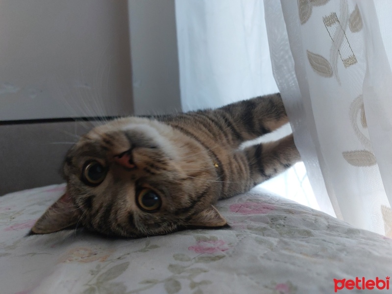 British Shorthair, Kedi  Çitos fotoğrafı