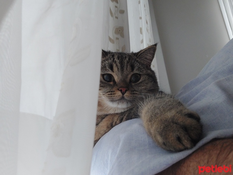 British Shorthair, Kedi  Çitos fotoğrafı