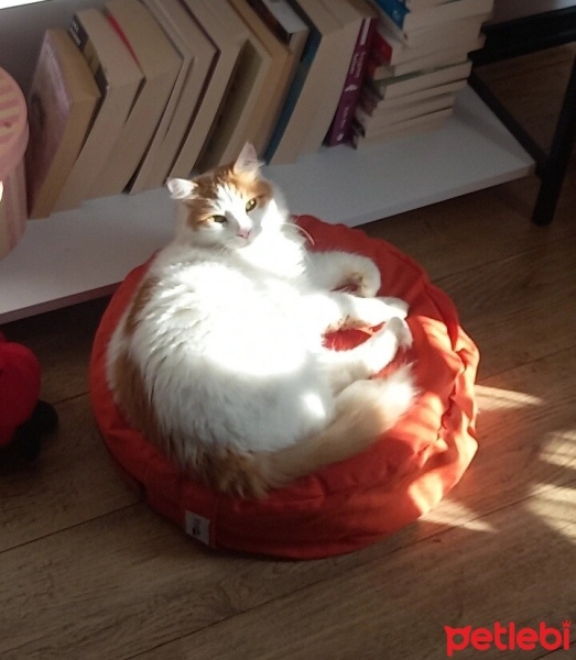 Sarman, Kedi  Miya fotoğrafı