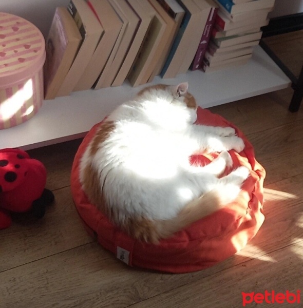 Sarman, Kedi  Miya fotoğrafı