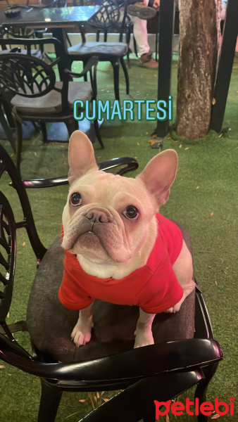 Fransız Bulldog, Köpek  baileys fotoğrafı