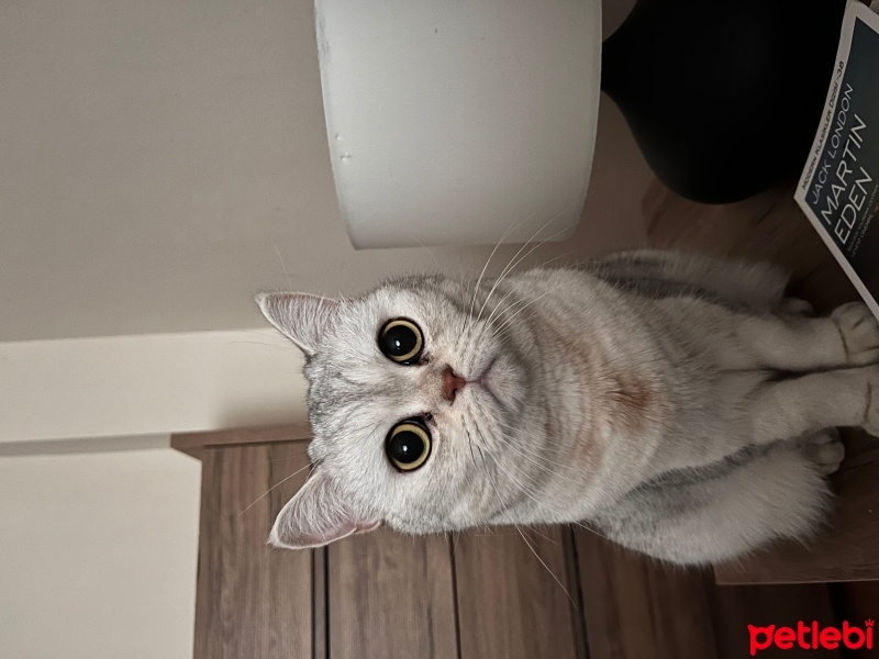 British Shorthair, Kedi  Maya fotoğrafı