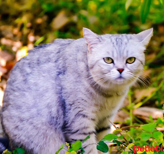 British Shorthair, Kedi  Lucy fotoğrafı