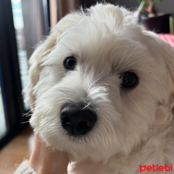 Maltese, Köpek  Zeytin fotoğrafı