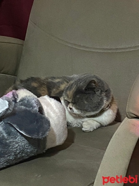 Birman, Kedi  Jodii fotoğrafı