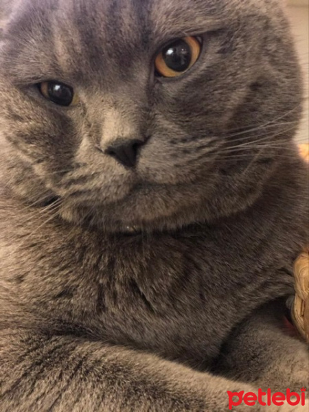 British Shorthair, Kedi  Zuzu fotoğrafı
