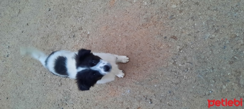 Border Collie, Köpek  Leydi fotoğrafı