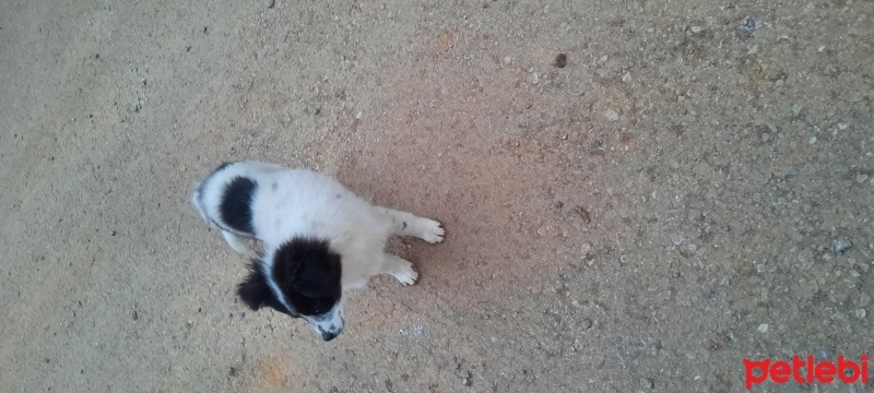 Border Collie, Köpek  Leydi fotoğrafı