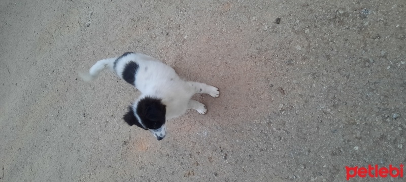 Border Collie, Köpek  Leydi fotoğrafı