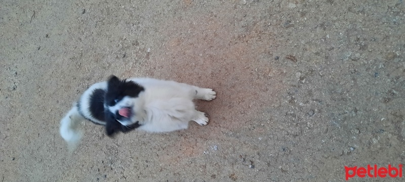 Border Collie, Köpek  Leydi fotoğrafı
