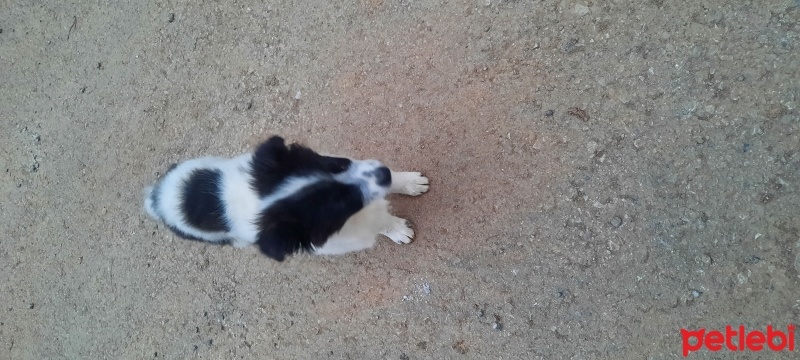 Border Collie, Köpek  Leydi fotoğrafı