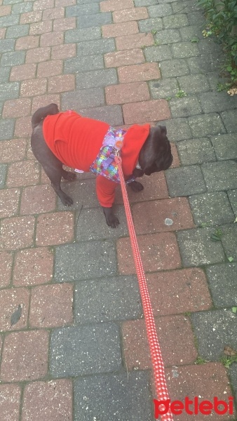 Pug, Köpek  Gofret fotoğrafı