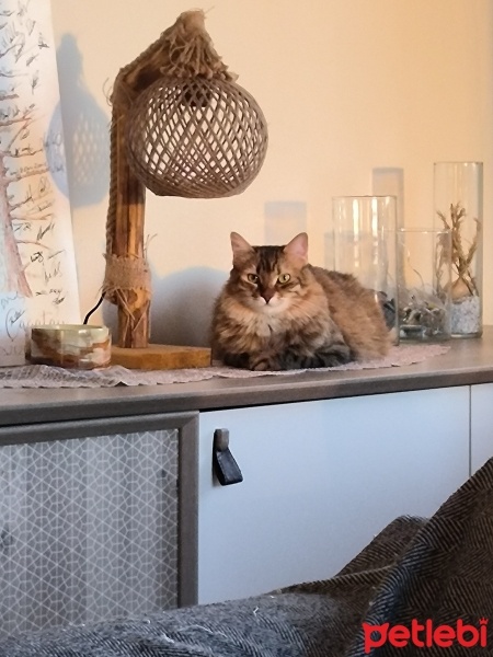 Tekir Kedi, Kedi  Küçümen fotoğrafı