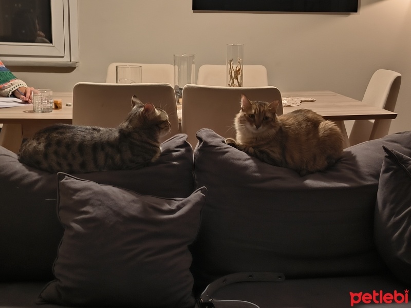 Tekir Kedi, Kedi  Küçümen fotoğrafı