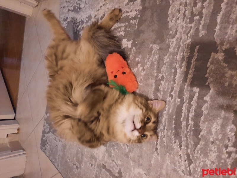 Tekir Kedi, Kedi  Küçümen fotoğrafı