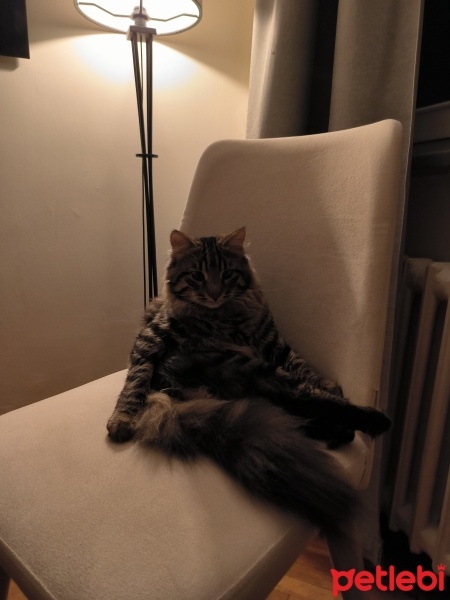 Norwegian Forest, Kedi  Korsan Osman fotoğrafı