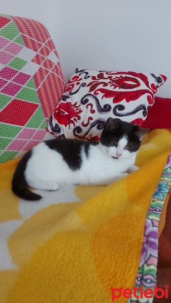 Tuxedo (Smokin) Kedi, Kedi  PAŞA fotoğrafı