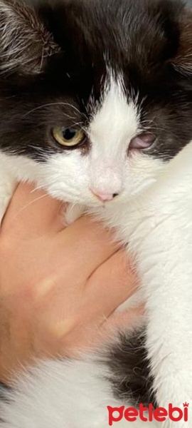 Tuxedo (Smokin) Kedi, Kedi  PAŞA fotoğrafı