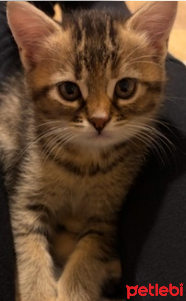 British Longhair, Kedi  Latte fotoğrafı