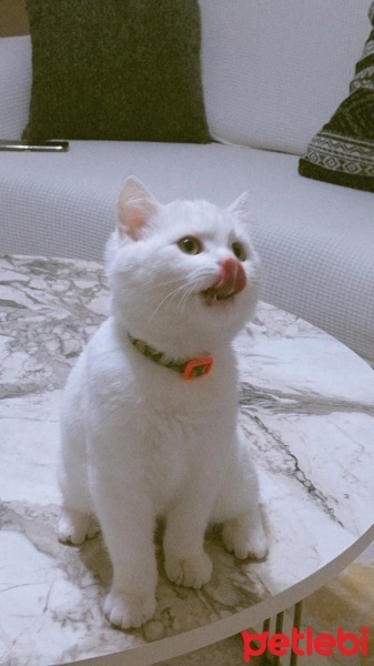 British Shorthair, Kedi  Maya fotoğrafı
