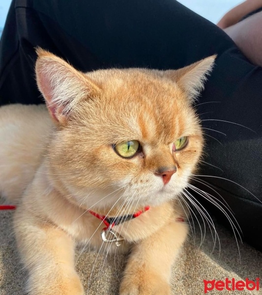 British Shorthair, Kedi  BAL fotoğrafı