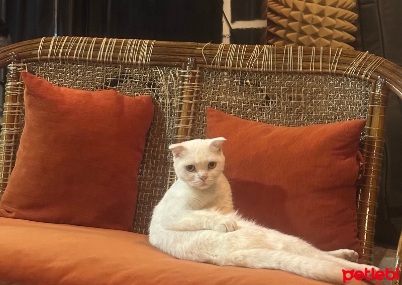 Scottish Fold, Kedi  Şans fotoğrafı