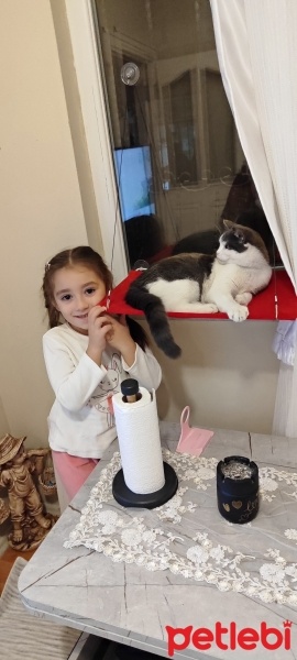 British Shorthair, Kedi  Düğme fotoğrafı