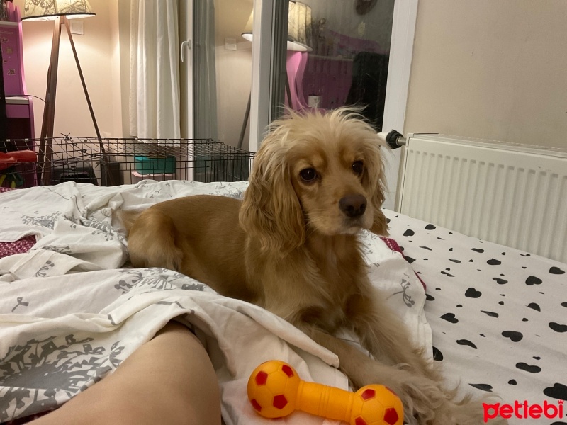 Amerikan Cocker Spaniel, Köpek  Leydi fotoğrafı