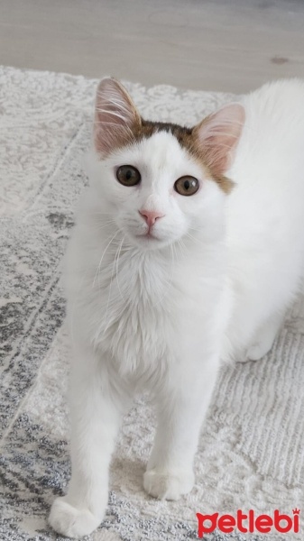 Tekir Kedi, Kedi  Pitir fotoğrafı