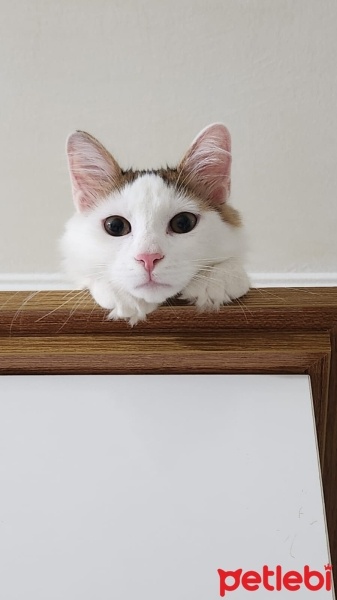 Tekir Kedi, Kedi  Pitir fotoğrafı