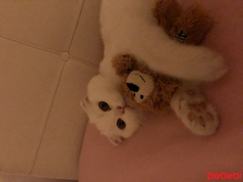 Scottish Fold, Kedi  LOKUM fotoğrafı
