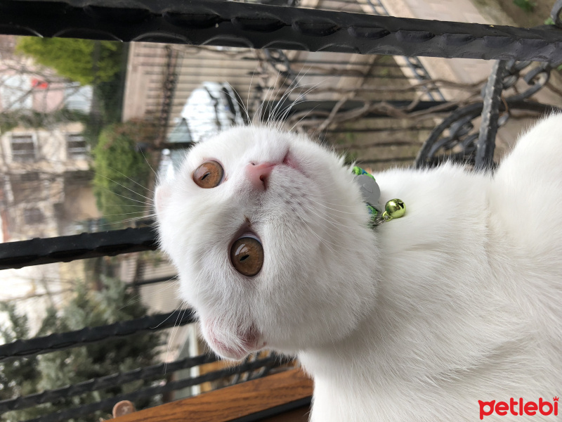 Scottish Fold, Kedi  LOKUM fotoğrafı