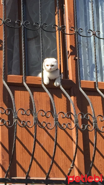 Scottish Fold, Kedi  LOKUM fotoğrafı