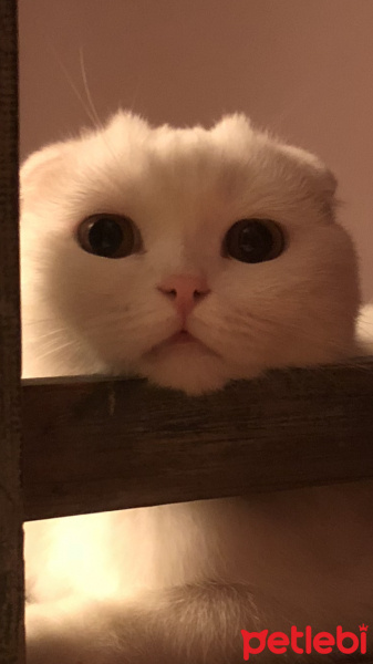 Scottish Fold, Kedi  LOKUM fotoğrafı