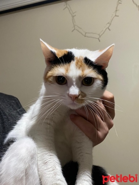 Tekir Kedi, Kedi  VENÜS fotoğrafı