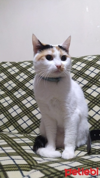 Tekir Kedi, Kedi  VENÜS fotoğrafı