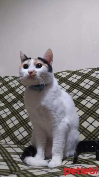 Tekir Kedi, Kedi  VENÜS fotoğrafı