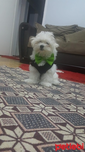Maltese, Köpek  Şuan ismi yok fotoğrafı