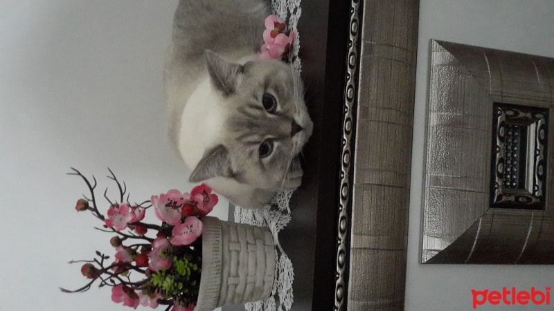 British Shorthair, Kedi  Samir fotoğrafı