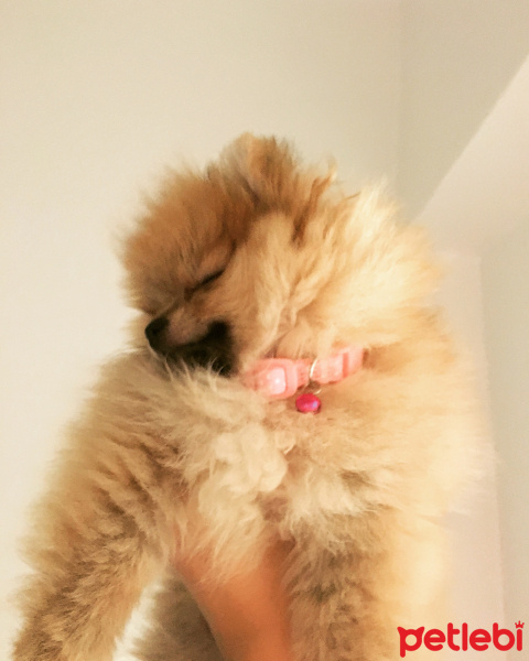 Pomeranyalı, Köpek  Lena fotoğrafı