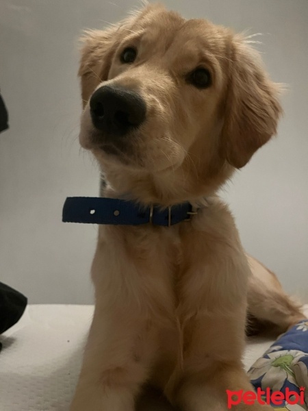 Golden Retriever, Köpek  leydi fotoğrafı