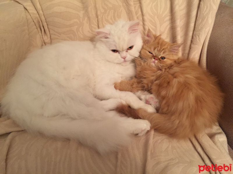 İran Kedisi (Persian), Kedi  Badem fotoğrafı