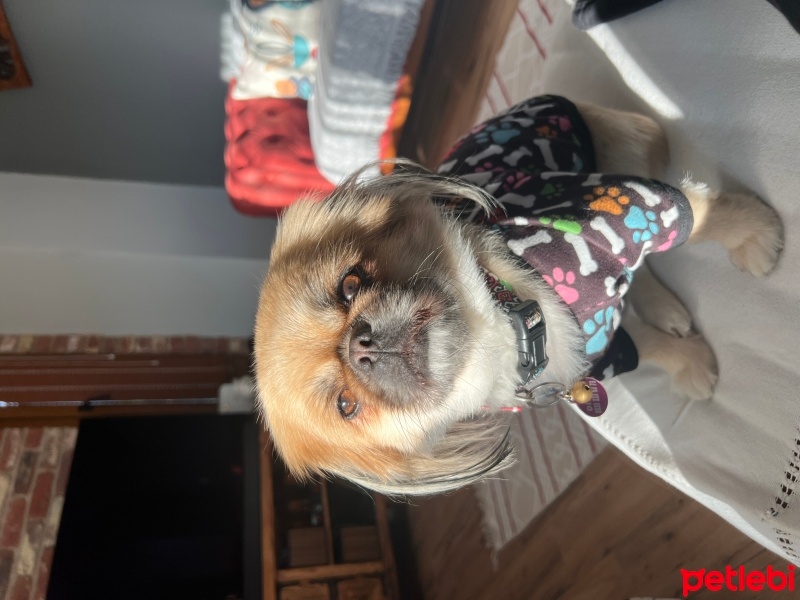 Pekingese, Köpek  Pera fotoğrafı
