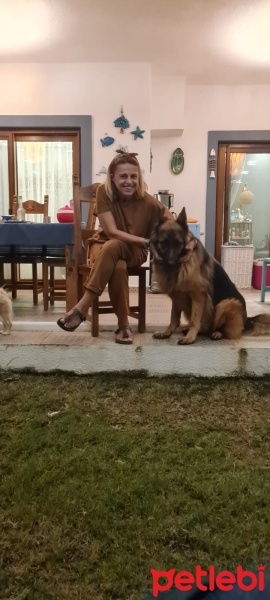 Alman Çoban Köpeği, Köpek  Reks fotoğrafı