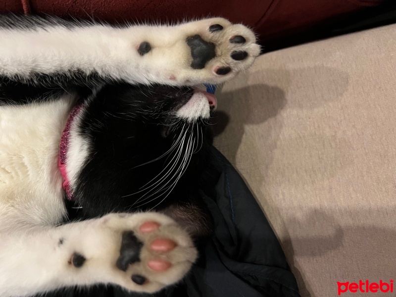 Tuxedo (Smokin) Kedi, Kedi  Zeytin fotoğrafı