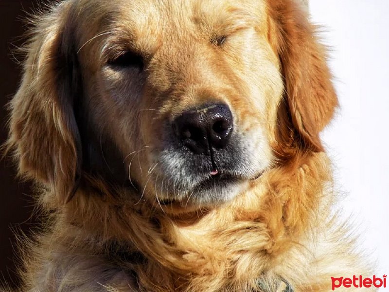 Golden Retriever, Köpek  Oskar fotoğrafı