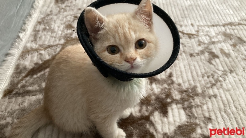 British Shorthair, Kedi  BADE fotoğrafı