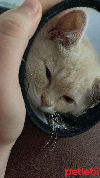 British Shorthair, Kedi  BADE fotoğrafı